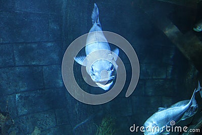 Aquarium Underwater fish Stock Photo