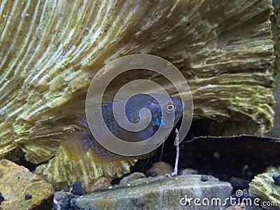 Aquascape fish, namely ralis Stock Photo