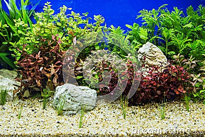 Aquascaping of the beautiful Stock Photo