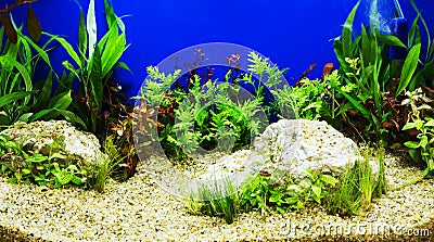 Aquascaping of the beautiful Stock Photo