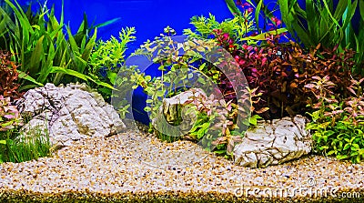 Aquascaping of the beautiful planted tropical freshwater Stock Photo