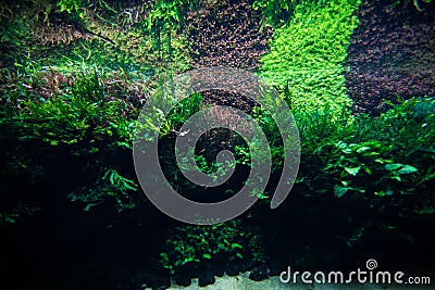 Aquascaping of the beautiful planted tropical freshwater aquarium. Aquaworld Stock Photo