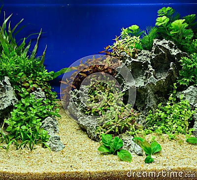 Aquascaping of the planted aquarium Stock Photo
