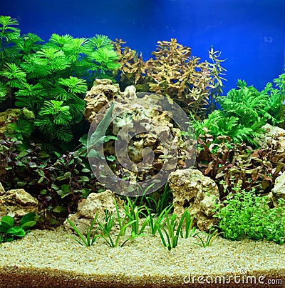 Aquascaping of the planted aquarium Stock Photo