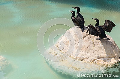 Aquatic birds on a rock Editorial Stock Photo