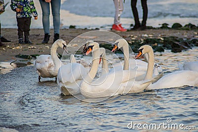 Large group of swans and seagulls in the water, nature concept, aquatic birds, outdoors Stock Photo