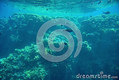 Aquatic Deep Seabed Underwater Background Stock Photo