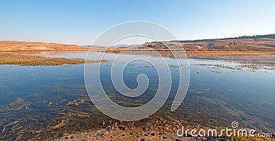 Aquatic grass and vegetation in the Yellowstone river in the Hayden valley in Yellowstone National Park in Wyoming Stock Photo