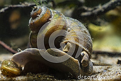 Aquatic mollusk viviparous freshwater river snail, plankton feeder and algae eater moves from glass to sand substrate Stock Photo