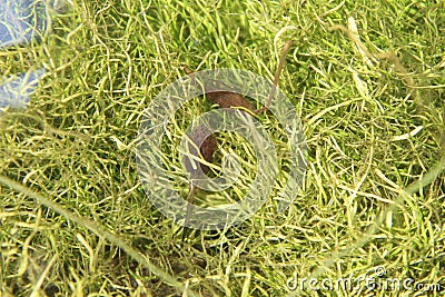 Aquatic organisms and insects living in freshwater reservoirs in Sri Lanka Stock Photo