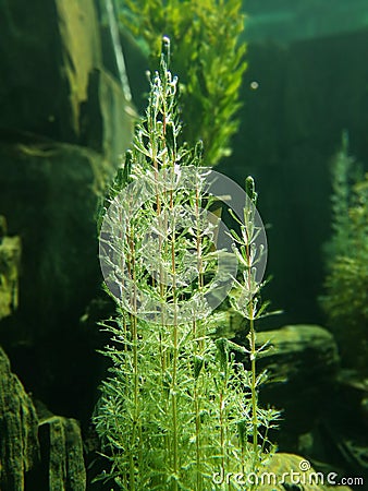 Aquatic, photosynthesis Stock Photo