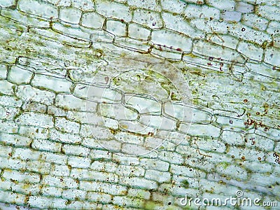 Aquatic plant cell Stock Photo