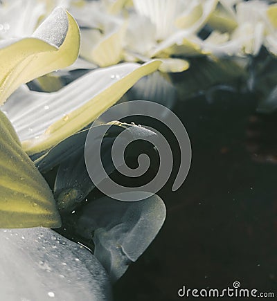 aquatic plant flowers. bright green and beatyful decoration for fish pond Stock Photo