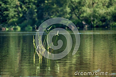 Aquatic plant on a lake smooth surface Stock Photo