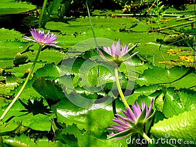 Aquatic plant water lily or sacred lotus Stock Photo