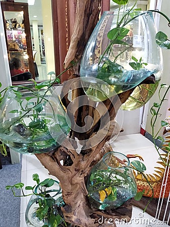 aquatic plants in a glass jar with a large tree trunk Stock Photo