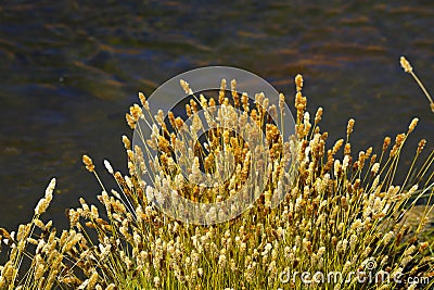 Aquatic plants, Rio Putana valley, Atacama Desert, Chile Stock Photo