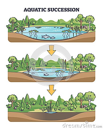 Aquatic succession and ecological pond drying process stages outline diagram Vector Illustration