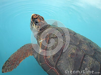 Aquatic turtle Stock Photo