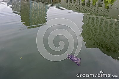 Aquatic turtle in the moat surrounding the Tokyo Imperial Palace, with reflection of the surrounding skyscrapers, Japan Stock Photo