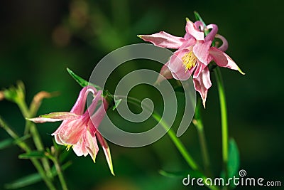 Aquilegia Stock Photo