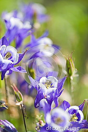 Aquilegia (Columbine) Stock Photo