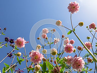 Aquilegia flowers against a Sunny blue sky. Stock Photo