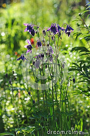 Aquilegia flowers Stock Photo