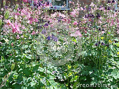 Aquilegia formosa, crimson columbine, western columbine, or red columbine. Columbine in green garden Stock Photo