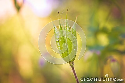 Aquilegia columbine seed case Stock Photo