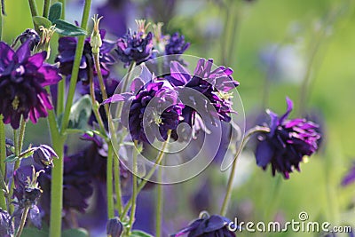 Aquilegia terry violet Stock Photo