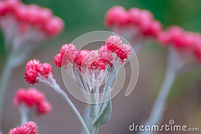 Pink flowers in garden Stock Photo
