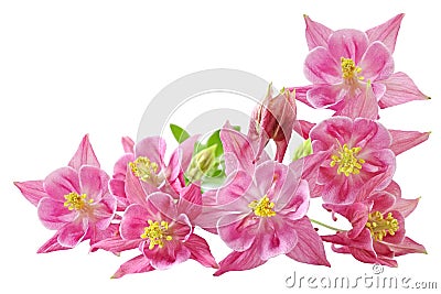 Aquilegia Vulgaris Columbine Stock Photo