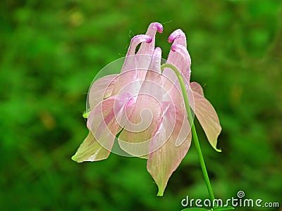 Aquilegia vulgaris , Common columbine pink flower Stock Photo