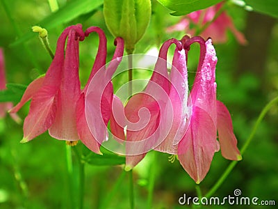 Aquilegia vulgaris , Common columbine pink flower Stock Photo