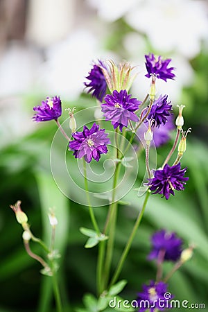 Aquilegia vulgaris Double Clementine Purple Flowers Stock Photo