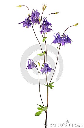 Aquilegia vulgaris flower Stock Photo