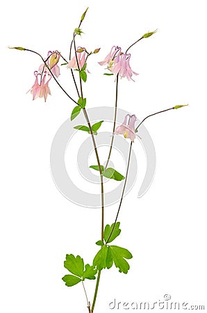 Aquilegia vulgaris flower Stock Photo
