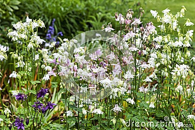 Aquilegia vulgaris `Munstead White` Stock Photo