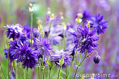 Aquilegia vulgaris plena Height: 80 cm Flower: blue Strong, overwintered A popular type of eagle in English gardens. Beautifully Stock Photo