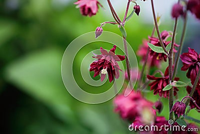 Aquilegia vulgaris Ruby Port Columbine Stock Photo