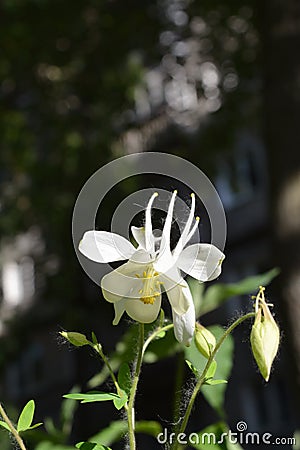 Aquilegia white flower in city yard. Guerrilla gardening Stock Photo