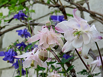 Aquilegia - white flowers in the garden Stock Photo