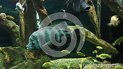 Aquário com peixes exóticos Aquário com peixes exóticos