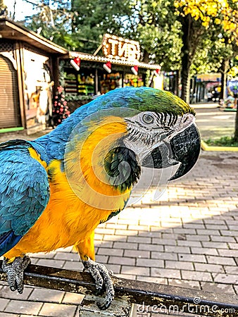 Ara ararauna. Blue-yellow macaw parrot portrait. Ara macaw parrot Editorial Stock Photo