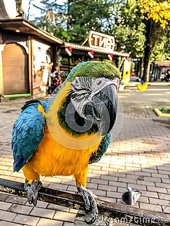 Ara ararauna. Blue-yellow macaw parrot portrait. Ara macaw parrot Editorial Stock Photo