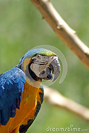 The Ara macaws are large striking parrots with long tails, long narrow wings and vividly coloured plumage Stock Photo