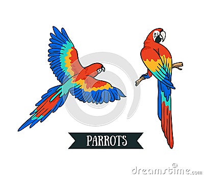 Ara parrot. Isolated vector tropical design element. Vector Illustration
