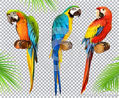 Ara parrot. Macaw. 3d vector icon set Vector Illustration