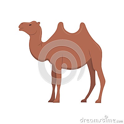 Arab camel in full size. A mammal, an animal with hooves and two humps. Vector Illustration